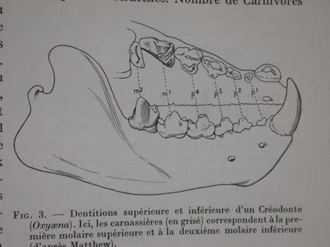 Viverravidae a
