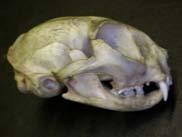 pupila F.infraorb. Felinae vs.