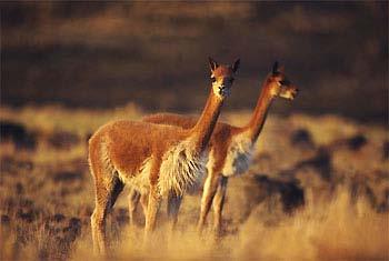 Camelus ferus / bactrianus Lama guanicoe Ruminantia dokonalá úprava