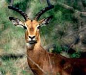 Saiga
