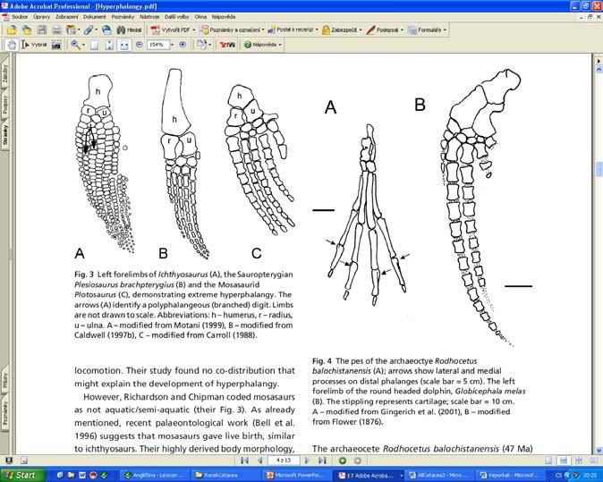 Rhodocetus Globicephala Cete