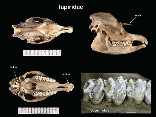 Tapirus bairdii Tapirus