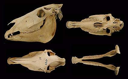 Equus