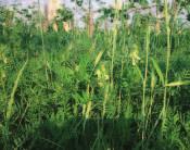 Ochrana proti Osivo zeleného hnojení Směs přezimujících rostlin pro podzimní termín výsevu.