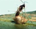 Aphidius colemani Parazitická vosička napadající mšici broskvoňovou a mšici bavlníkovou ve skleníku Působení: Samice vosičky kladou vajíčka do mšic, kde proběhne vývoj vajíčka, larvy a kukly.