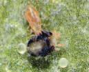 Amblyseius cucumeris Dravý roztoč napadající třásněnku západní a třásněnku zahradní ve skleníku. Omezuje výskyt svilušky chmelové.