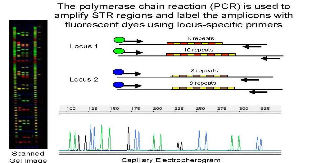 QF-PCR Metoda PCR amplifikuje STR oblasti a vytváří