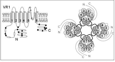 v epitelech, sliznicích, hladkých svalech a předpokládá se, ţe hrají roli i v neurogenních zánětech a viscerální bolesti (Ferreira et al., 2002). 1.