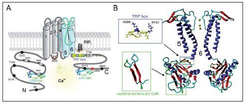 Obrázek 12. Molekulární struktura vaniloidního receptoru TRPV1, A- podjednotka TRPV1 B-model molekulární struktury (Toušová et al., 2007) 1.5.2. Aktivace TRPV1 receptoru - tepelnými podněty- Teplota ovlivňuje funkci téměř všech iontových kanálů, avšak jen u několika způsobí aktivaci.