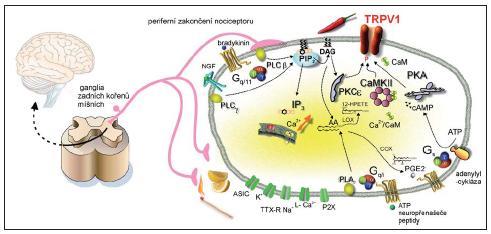 Obrázek 13. Modulační dráhy uplatňující se v desenzitizaci vaniloidního receptoru TRPV1 na periferním zakončení nociceptivního vlákna. (Toušová et al.