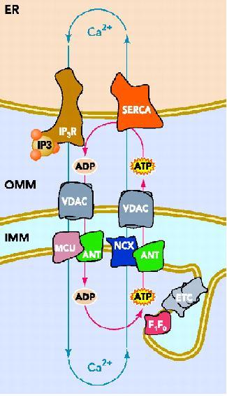 (Campanella et al., 2004) Obrázek 18.