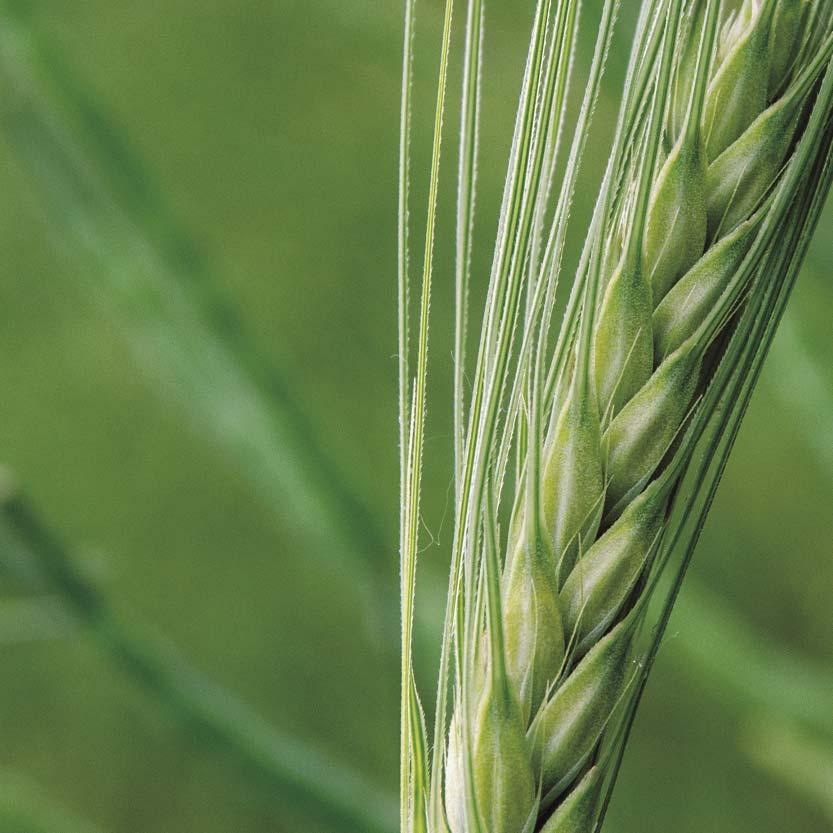 4 JAČMEŇ JARNÝ LAUDIS 550 sladovnícka odroda šľachtiteľ: Plant Select, Hrubčice, Česká republika, výberová sladovnícka kvalita typu Malz, úspešne prevádzkovo overená v pilotných skúškach a