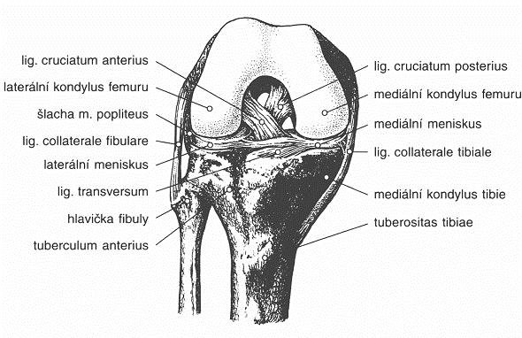 Na zadní straně přispívají ke stabilitě kolenního kloubu dva vazy. Ligamentum poplite a ligamentum popliteum arcuatum. [2] 2.1.3.