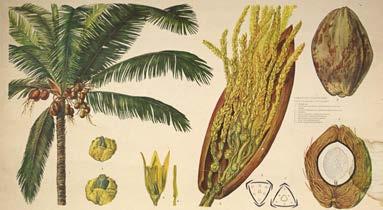 Palmaceae - Cocos