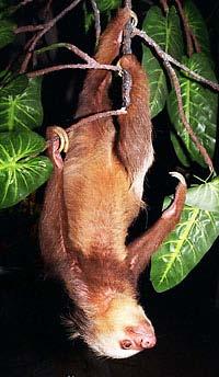 recent) Choelopus C. hoffmani Nicaragua Peru a N Brazilie C.