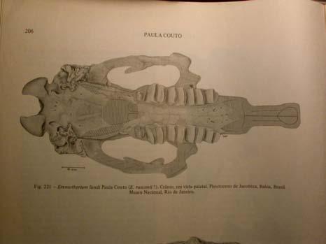 Xenarthra) vše fosilní čeledí : rodů Litopterna 5 : 46