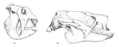 [38] Glyptodontoidea [3] : [70] Pilosa 4 [7] : 5 [88] Entelopidae [2] Vermilingua