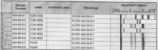 rrnb operon E.