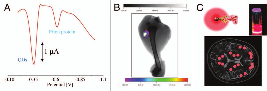 possible contamination which could also decrease the validity of any toxicity testing. 92 In 2006, Hardman reviewed the toxicity of QDs as a function of physicochemical and environmental factors.