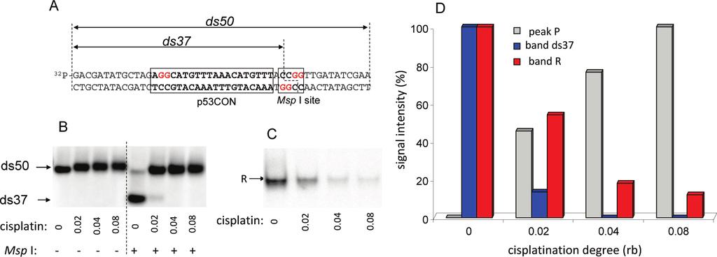 Figure 5. Correlation between biochemical effects of DNA cisplatination and the intensity of peak P due to the cisplatin adducts.