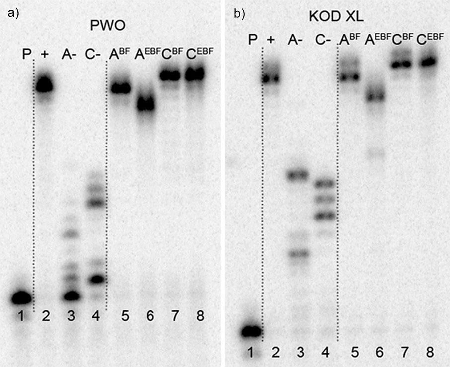 Three of the modified dn XBF TPs (dc BF TP, dc EBF TP, da BF TP) were successfully incorporated into DNA providing full-length products in PAGE analysis (Figure 4, lanes 5, 7, and 8 and Figures S3 S7