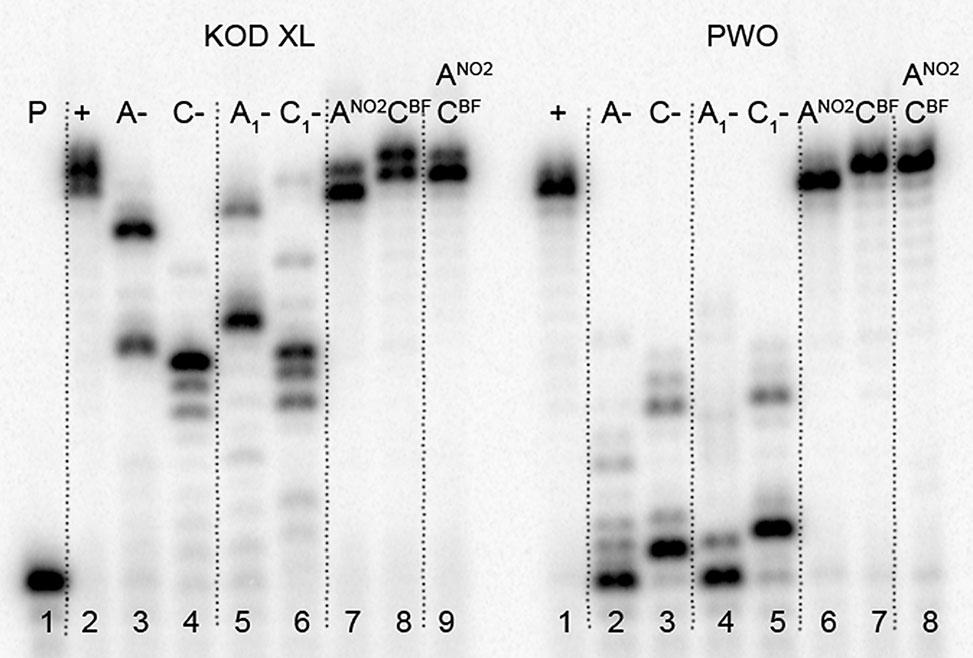 M. Fojta, M. Hocek et al. Figure 5. PEX incorporation of dc BF TP and da NO 2 TP into one ON by using temp rnd16 template to form 31-nt DNA products.