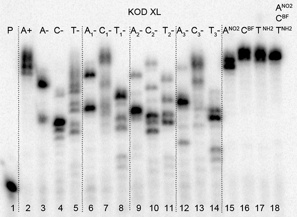dttp; A NO 2 + C BF : da NO 2 TP, dc BF TP, dgtp, dttp.