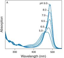 Vliv náboje + + + + + + Absorpční (excitační) spektrum fluoresceinu Zhášení fluoresceinu