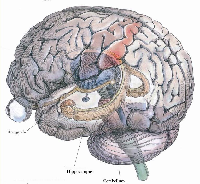 Příloha č.1: Anatomie temporálního laloku zobrazení hippokampálního komplexu.