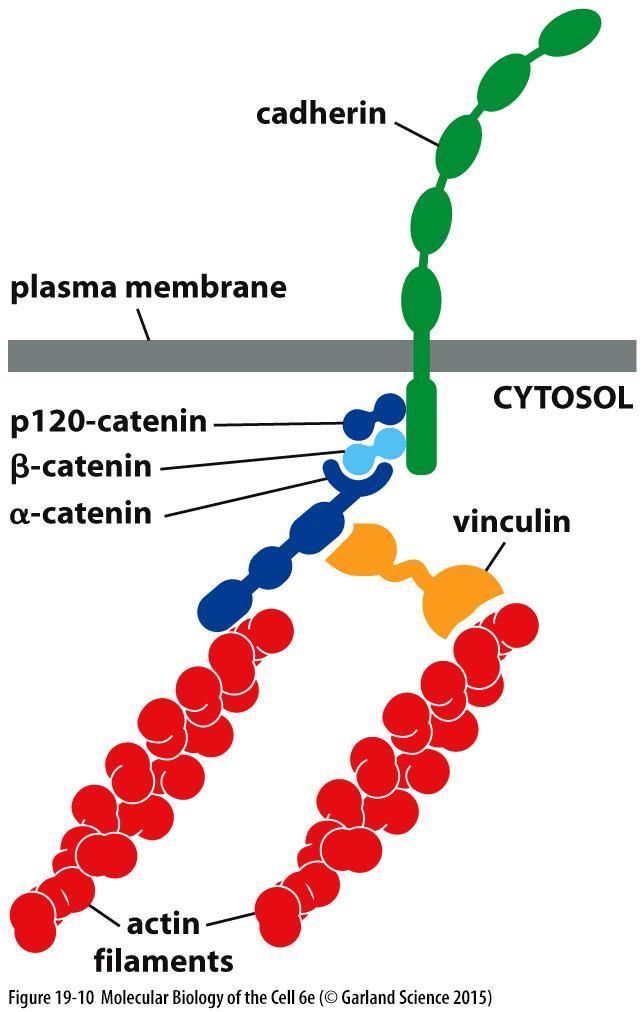 Kateniny propojují klasické kadheriny s aktinovým cytoskeletem propojení kadherinů s cytoskeletem je zásadní pro jejich správnou funkci kadheriny bez cytoplasmatické domény ztrácí