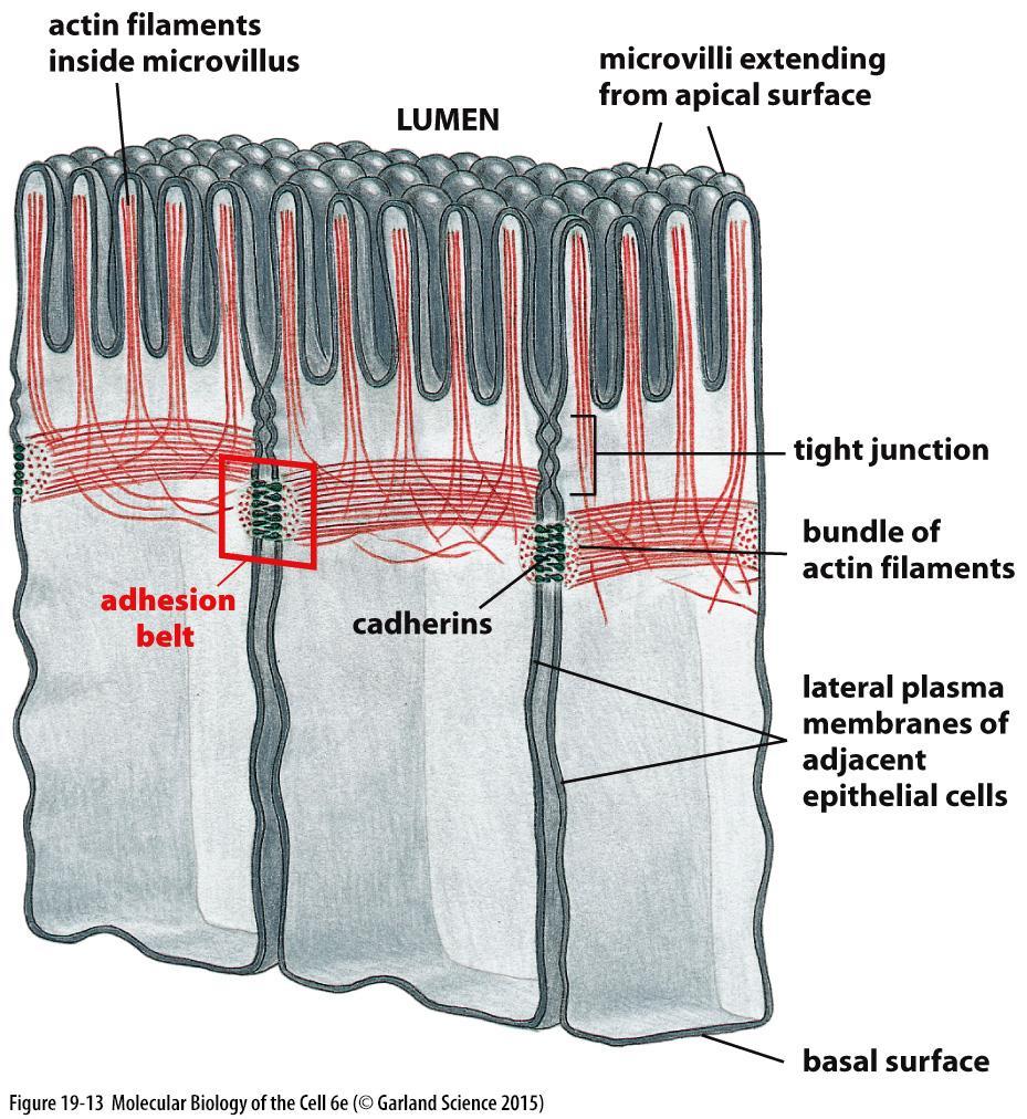 Pásovitý desmozom / zonula adherens / adhesion belt Kontraktilní svazek (aktin, myosin II) vláken obepínající