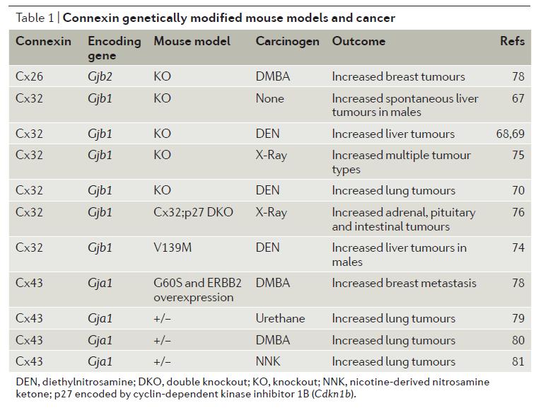 Gap junctional intercellular communication (GJIC) role v