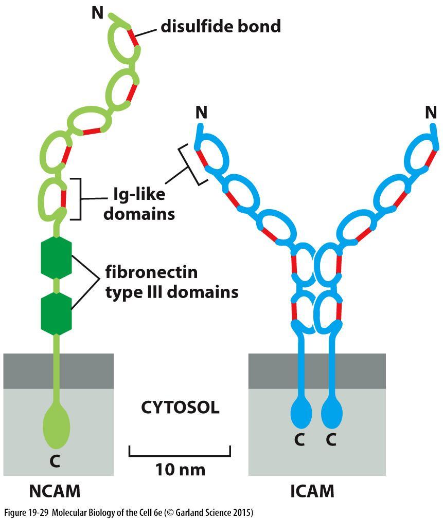 Mezibuněčná spojení nezávislá na Ca 2+ endoteliální proteiny rozpoznávané bílými krvinkami ICAMs - intracellular cell adhesion molecules VCAMs - vascular cell adhesion