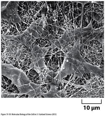 Mezibuněčná hmota / Extracellular Matrix fibroblasty pojivových tkání produkují nejvíce ECM chondroblasty chrupavky osteoblasty - kost složení ze tří hlavních skupin