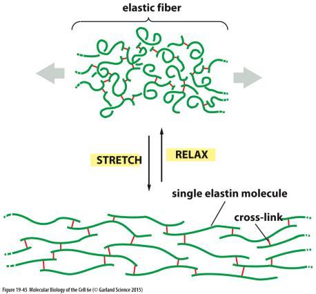 do extracelulárního prostoru je sestaven do elastických vláken v blízkosti