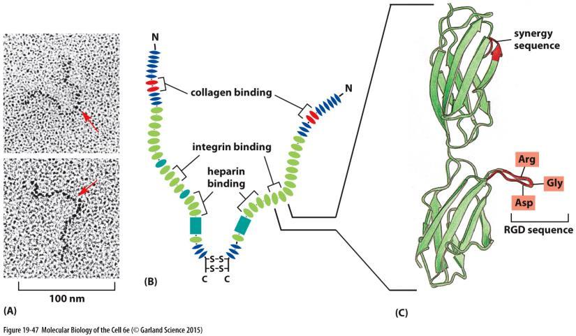 Organizace mezibuněčné hmoty glykoproteiny s mnohonásobnými doménami pro vazbu makromolekul ECM tenascin trombospondin fibronectin dimer dlouhých