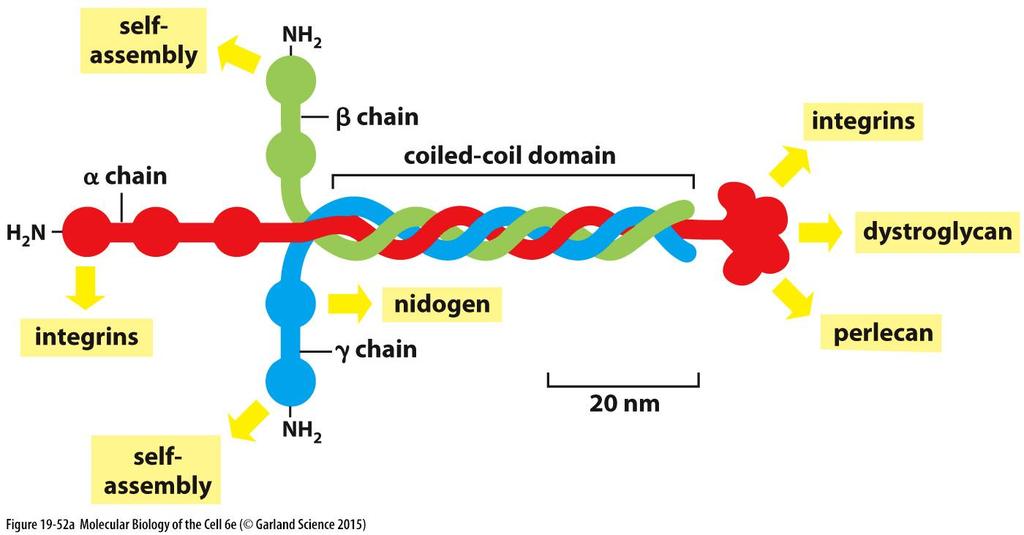 Bazální lamina Laminin primární organizátor struktury BL tři polypeptidové řetězce -,,