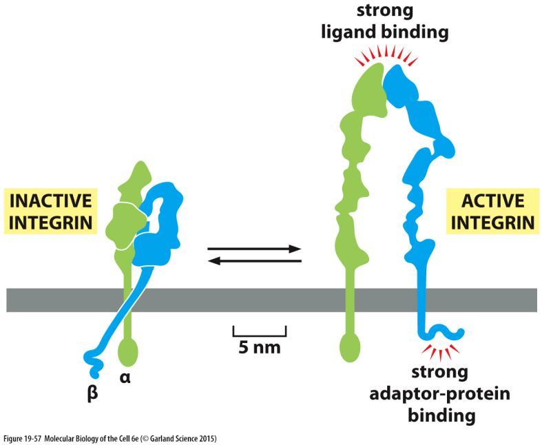 Aktivní a inaktivní konformace integrinů pro migrující buňky je důležité umět rychle přerušovat a obnovovat vazbu k ECM
