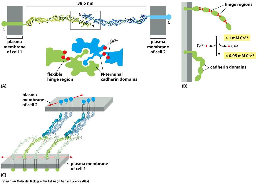 Struktura kadherinů repetice extracelulárních domén jsou odděleny flexibilními regiony Ca 2+ ionty se váží do těchto oblastí a zabraňují jejich pohybu