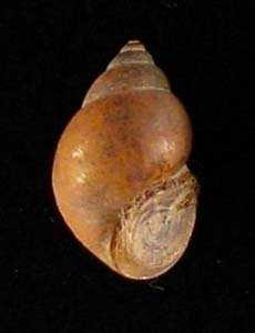 Třída: Gastropoda (plži)