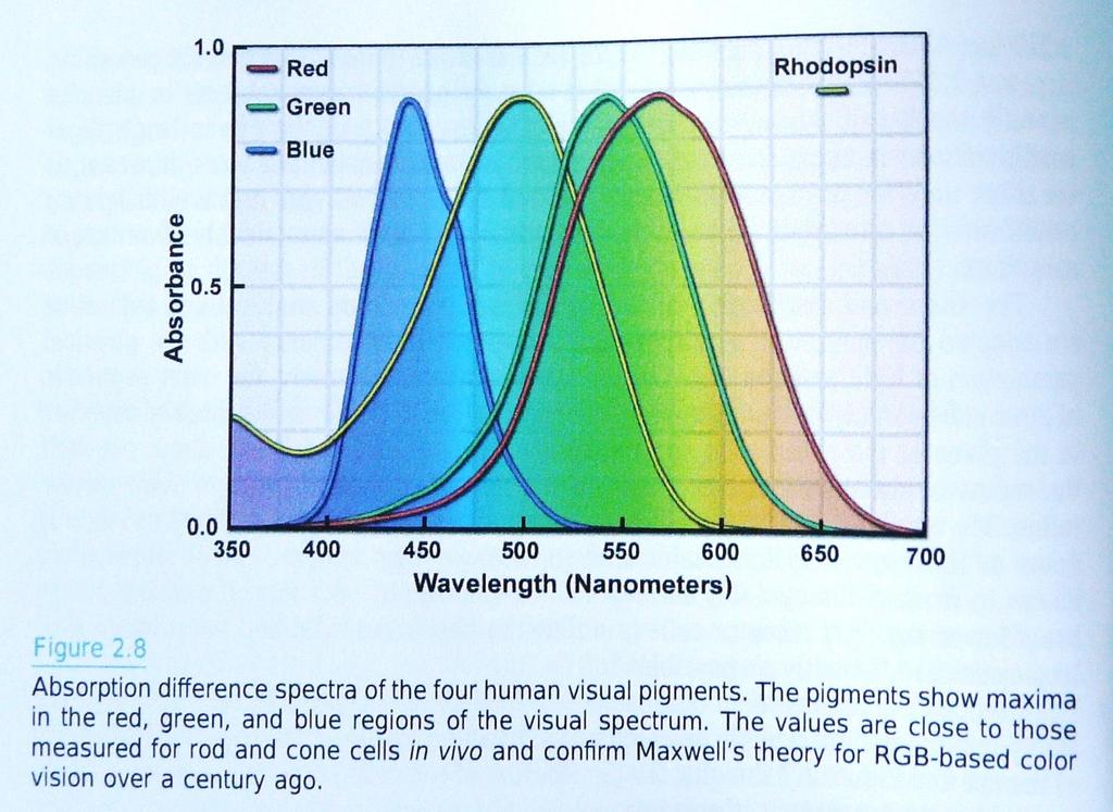 Jodopsin = zrakový pigment citlivý na barvu nacházející se v čípcích = zrakový pigment citlivý na světlo nacházející se v tyčinkách Vlnové délky světla a relativní citlivost