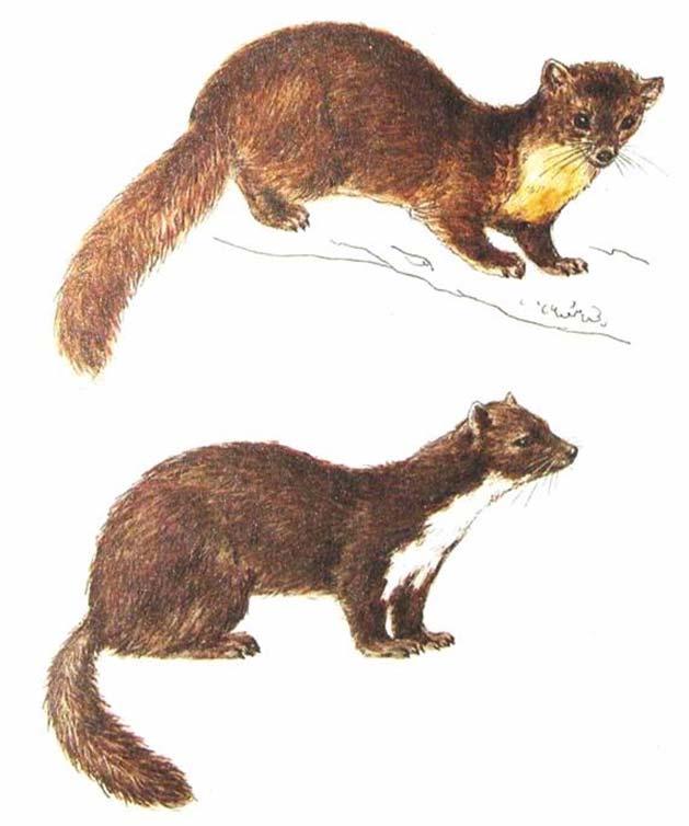 Lasicovití (Mustelidae)