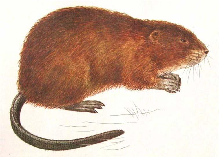 vodní (Arvicola amphibius =