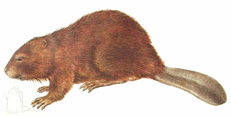 Řád: Hlodavci (Rodentia)