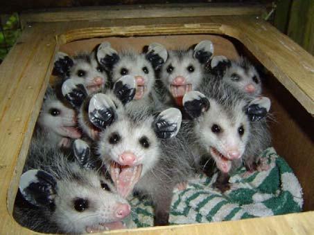 marsupialis opossum, od Mexika na jih) G 13 dnů,