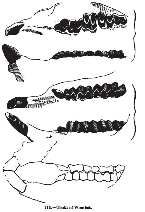 Phascolarctoidea (4) redukovaný ocas,