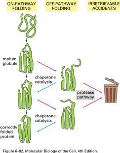 11 Chaperony - proteiny, pomáhající jiným proteinům před nežádoucím stočením, které vede ke vzniku neaktivních polypeptidů Nově syntetizovaný protein se okamžitě stáčí do