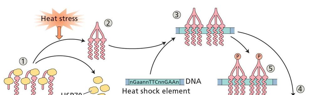 15 Všechny buňky obsahují molekulární chaperony, konstitutivně exprimovány a fungující jako HSP = heat-shock cognate proteins (proteiny příbuzné k HSP).