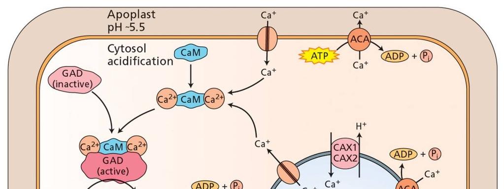 19 Metabolická aklimatizace k tepelnému stresu akumulace GABA (γ-aminobutyric acid)