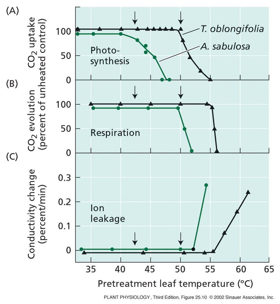 4 Při vysokých teplotách je inhibována fotosyntéza a respirace Fotosyntéza klesá před respirací Fotosyntéza fixace CO 2 Tidestromia Respirace uvolňování CO 2 Atriplex Teplotní kompenzační bod:
